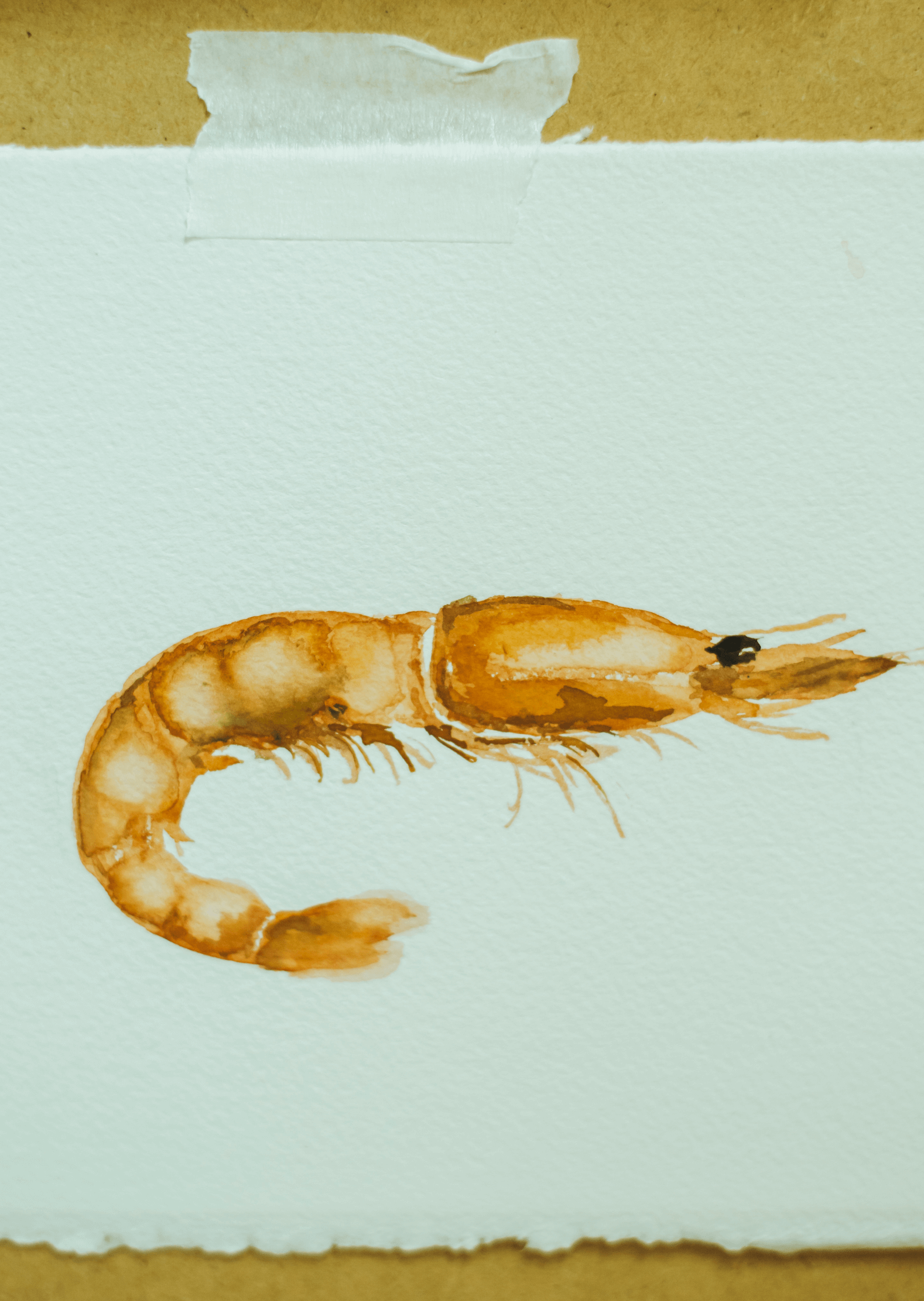 Gamba acuarela original