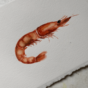 Gamba acuarela original