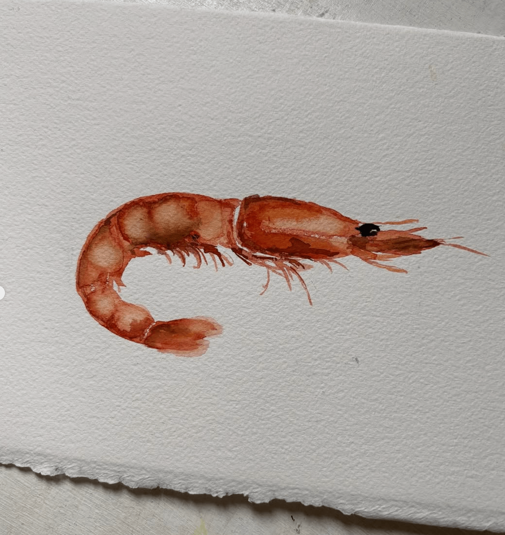 Gamba acuarela original