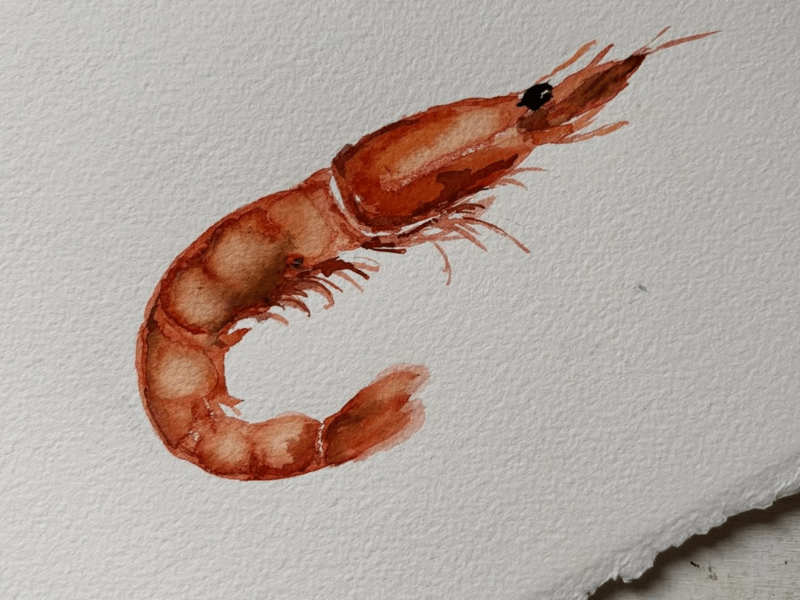 Gamba acuarela original