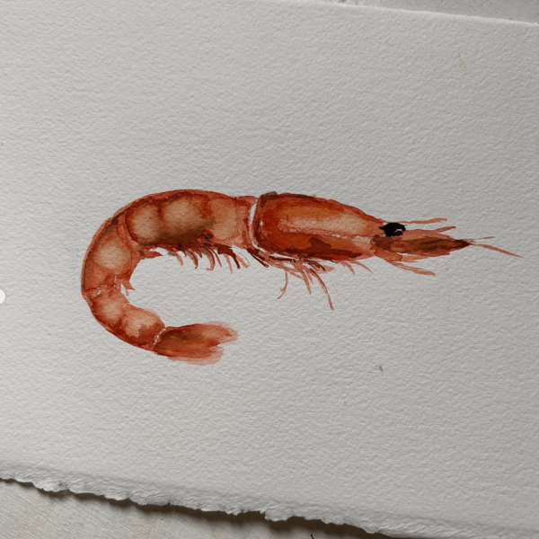 Gamba Lámina acuarela